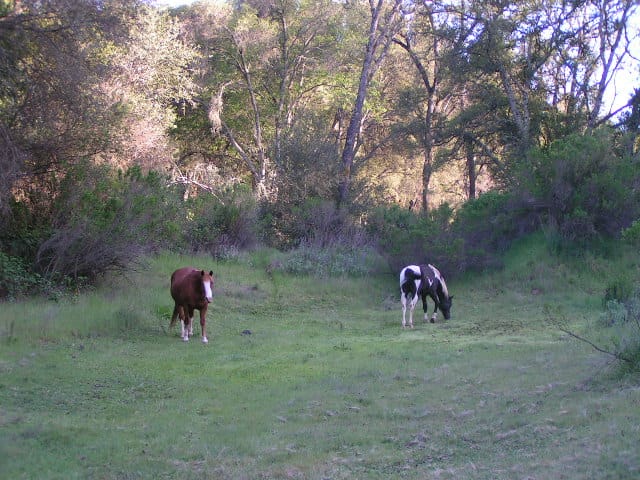 Come Walk Along Horse Creek