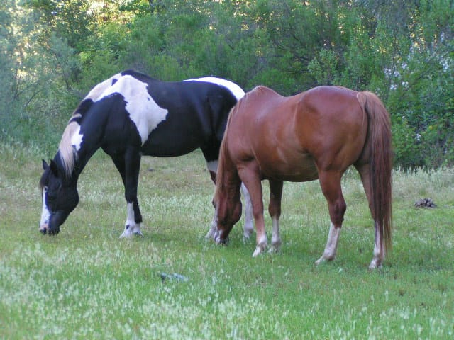 Come Walk Along Horse Creek