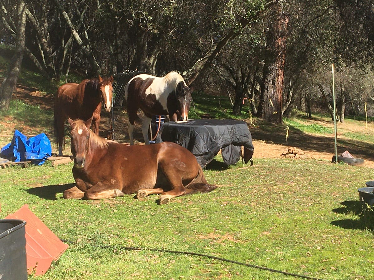 I'm gunna need a new straw hat!